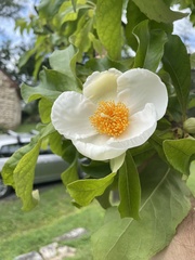 Franklinia