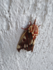 Citheronia splendens