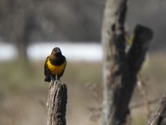 Pseudoleistes virescens
