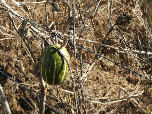 Cucurbita andreana, photograph 5