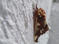 Citheronia splendens