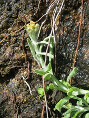 Helichrysum luteoalbum image