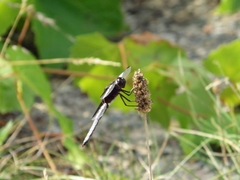 Libellula luctuosa