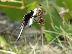 Libellula luctuosa