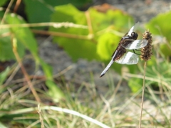 Libellula luctuosa