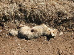 Lycalopex gymnocercus