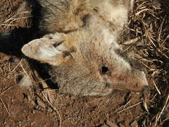 Lycalopex gymnocercus