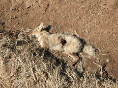 Lycalopex gymnocercus