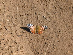 Vanessa braziliensis