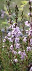 Calluna vulgaris