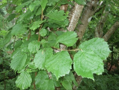 Corylus avellana