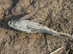 Hypostomus commersoni