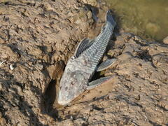 Hypostomus commersoni