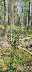 Calluna vulgaris