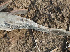 Hypostomus commersoni