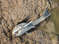 Hypostomus commersoni