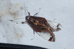 Bertholdia albipuncta