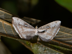 Macrosoma tipulata
