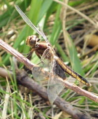 Libellula luctuosa