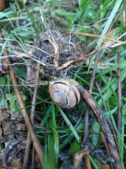 Cepaea nemoralis