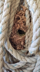 Troglodytes troglodytes