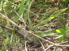 Libellula luctuosa