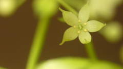 Galium divaricatum