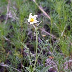 Solanum jamesii