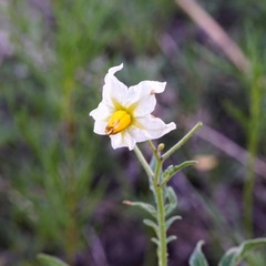 Solanum jamesii