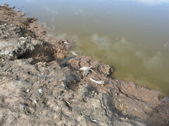 Hypostomus commersoni