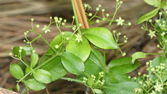 Galium divaricatum