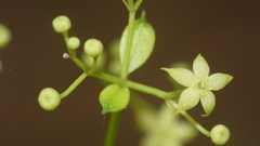 Galium divaricatum