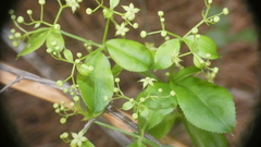 Galium divaricatum