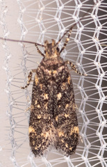 Chionodes gilvomaculella