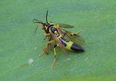 Tenthredo verticalis