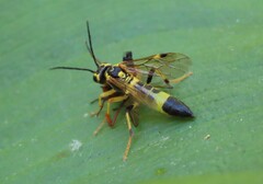 Tenthredo verticalis