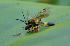 Tenthredo verticalis