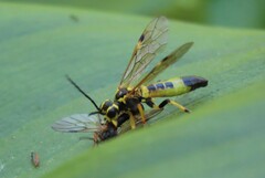 Tenthredo verticalis