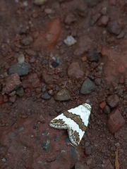 Maliattha quadripartita