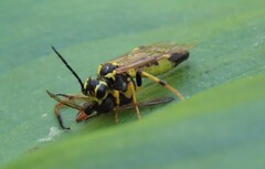 Tenthredo verticalis