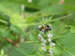 Bombus impatiens