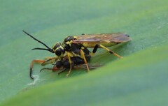 Tenthredo verticalis