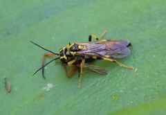 Tenthredo verticalis