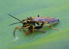 Tenthredo verticalis