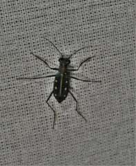 Cicindela flavomaculata