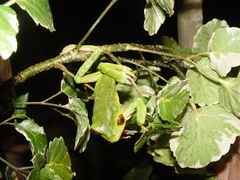 Phyllomedusa