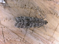 Dioryctria simplicella