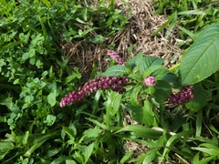 Phytolacca thyrsiflora