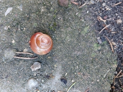 Cepaea nemoralis
