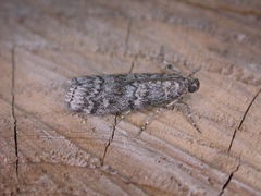 Dioryctria simplicella
